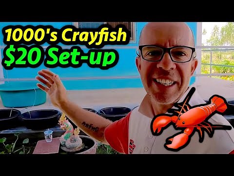 How To Hatch THOUSANDS of Crayfish Babies in a $20 setup!