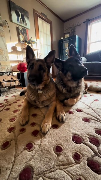 Just Two Besties Living Their Best Dog Life!