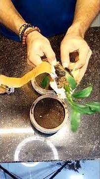 “Peace Lily Plant Care Guide | Easy Tips for Healthy Indoor Plants 🌿” 🤍#garden #shortsviral #plants