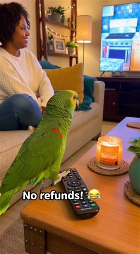 No Refunds! The Parrot Who Took Over the TV 🦜📺😂