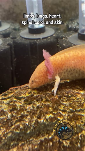 Axolotls: More than just a cool pet. 🔬😲 #axolotls #educational #aquarium #exoticpets #animalshorts