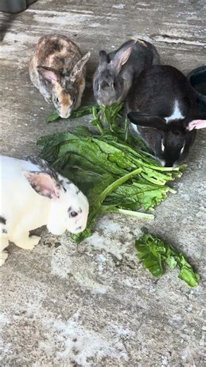 Colony girls munching turnip greens 🌱🐇 Natural sounds only #RabbitColony #homesteadlife