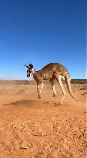 OSTRICH VS KANGAROO The Most Unexpected Fight Who Will Win The Battle #wildlife #nature #animals