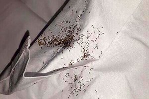 Los destructivos insectos que invaden Florida en primavera: el mes exacto de su llegada y consejos para protegerse