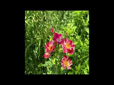 Ironwood, Mulberries, Cherries, Solomon Seal and New Security Measures in NE