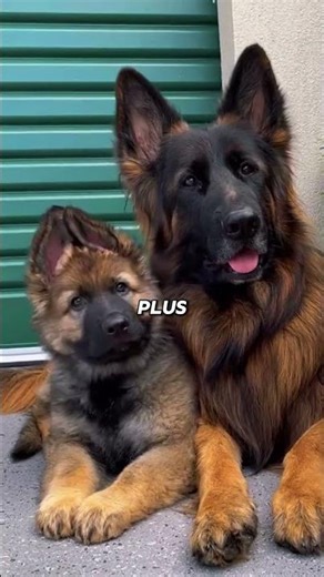 The German Shepherd who watches over you at night so you can sleep #shorts #germanshepherd