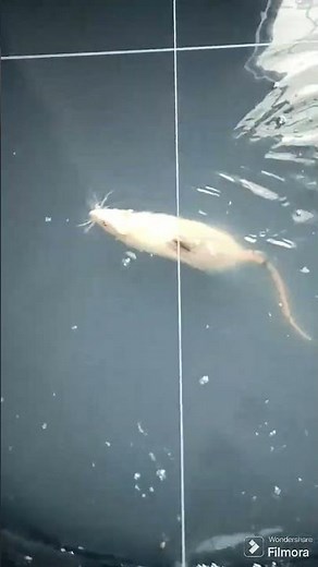 Morris water maze (MWM) testing used to study spatial memory and learning.#pharmacy