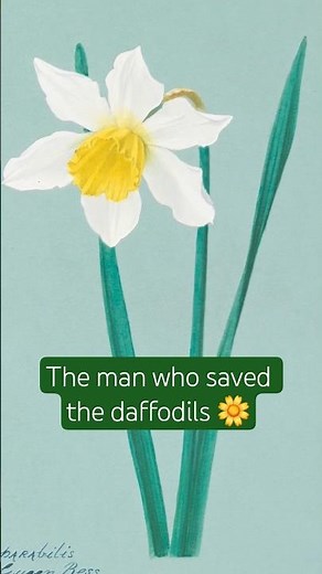 How a botanist saved the daffodils from a mysterious disease in the 20th century #rhs #daffodil