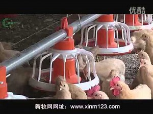 how to use automatic poultry feeder and drinker of poultry farming equipment