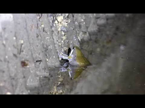 Sheep Frog, Hypopachus variolosus