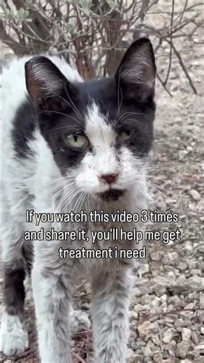 She needs to see a vet, and I would be willing to split that cost. Please donate if you’re her hero.