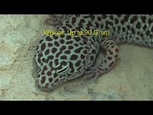 Leopard gecko - Facts about the amazing Lizards