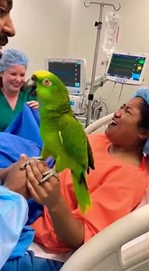 Savage Talking Parrot Destroys Cops & Doctors 😂🦜 | Viral Comedy Gold | Crazy Parrot Tv