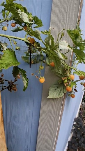 Huge Dragonfly Surprise in My Raspberry Patch! 🐉🪰 | Garden Visitor Moment