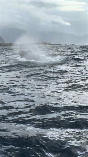 Whale Watching Tours in Hawaii: A Winter Adventure