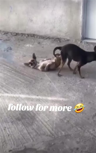 mating process called the copulatory tie #fyp #viral #tiktok #humor #follow