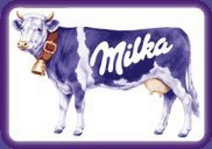 Krowa rasy holenderskiej