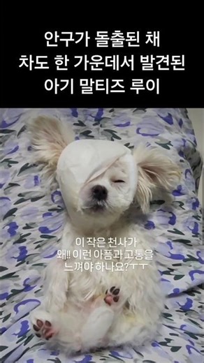 안구 돌출된 2개월 아기 말티즈 #유기견 #입양 #반려견 #아기 #강아지 #댕댕이 #보호소 #유기견보호소 #구조 #생명 #사지말고입양하세요