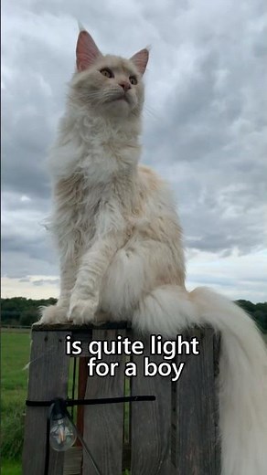 Real Maine Coon cat sizes #mainecoon #cat #cutecat #catlover