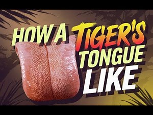 How a Tiger's Tongue Looks Like | Fascinating Facts About Tiger Tongues