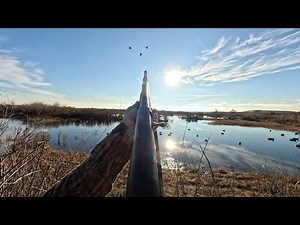 Duck hunting Washington state; Late season sunshine with my dog Kona