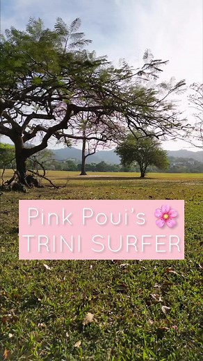 Exploring the Beauty of Poui Trees in Trinidad and Tobago 🇹🇹