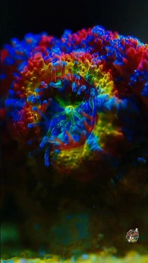 Wow Regenbogen Acanthastrea #aquaristik #meerwasseraquaristik #korallen #meerwasseraquarium #riff