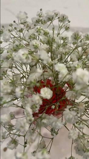 Rainbow Baby’s Breath After 12 Hours | Flower Color Changing Dye Experiment