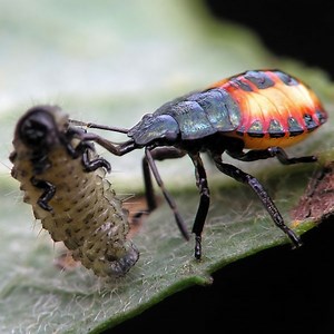 Beneficial Insects 101 - Good Bugs for Your Garden | Planet Natural