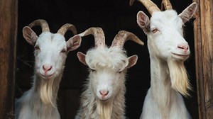 Goats found dead in El Paso desert were killed in New Mexico animal sacrifice ritual