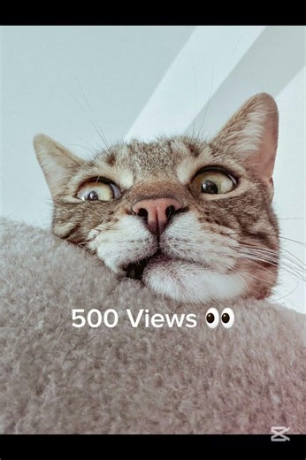 Small content creators drop a like and Follow #fortnite #fyp #fypシ゚viral #viralvideo #cats #shorts