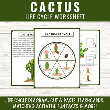 Life Cycle of a Cactus Worksheet | Plant Science Unit Study With Fun Facts