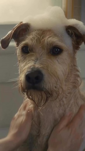 And here is the MERV trailer !! Please feel free to share and tell your friends that Merv is coming to Prime Dec 10 th 🐾🐾 There’s nothing more complicated than a breakup. Except when you’re sharing a dog. Experience the feel-good comedy MERV, coming December 10 to Prime Video. #MervMovie It’s a different breed of romantic comedy. #zooeydeschanel #charliecox #jessicaswale #romadowney #mrsbproductions #romcom #christmasmovie #dogmovie #dog #doglover#familymovie #feelgoodmovie | Roma Downey