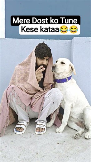 Funny Labrador day 38 😍#dog #dogs #funnydog #funnyvideo