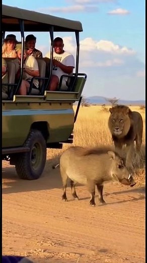 My Idol Wild boar #funny #funnyvideo #animals #wildboar #lion #viral #viralvideo