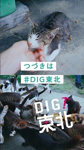 DIG!東北 「田代島」篇 15秒