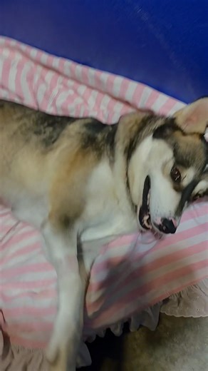 Lorraine has only child syndrome and agrees with Alf—cats are a delicacy! Know Alf? Comment! #adopt