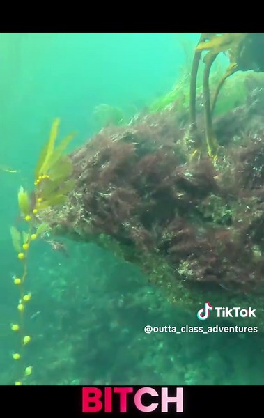Spearfishing Adventure at San Clemente Island