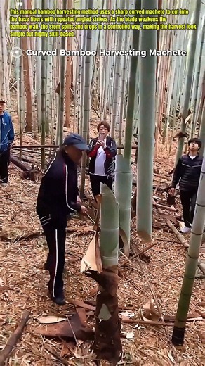 Bamboo Harvesting With A Curved Machete #Bamboo #Harvest #Tools