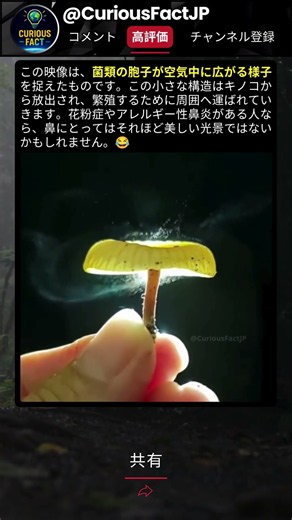 こんなふうに広がる？キノコの胞子の世界