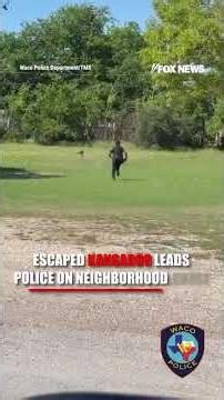 Escaped kangaroo leads Texas police on wild neighborhood chase