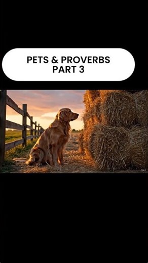 Pets & Proverbs Part 3 Dog, Monkey & Parrot Sayings English Proverbs Explained #shortsfeed#petlovers