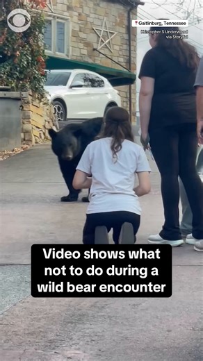 7.4M views · 26K reactions | A woman in Gatlinburg, Tennessee, showed exactly what not do during an encounter with a wild bear when she approached it and attempted to feed it. Ordinances in Gatlinburg and nearby Great Smoky Mountains prohibit feeding bears. | CBS News | Facebook
