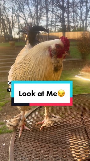 Adorable Rooster and Chicken TikTok Compilation