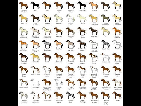 Horse Colors and Breeds - Hooked on Horses(sm) Series