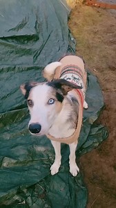 26 reactions · 5 comments | Training my clever pokemon to be my personal gate assistant! He’s learning how to pull it open all on his own, so he can open it for me when im driving the wheelbarrow! This was his first day of training⭐️⭐️Who needs opposable thumbs when you have intelligence, enthusiasm, and a cozy sweater? Proud of this little helper! #SmartDog #GoodBoy #GateOpener #DogTraining #WorkingDog #CleverCanine | The Nightingales | Facebook