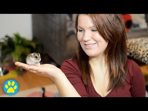 How To Choose A Healthy Hamster