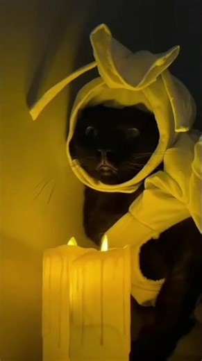 pocong kucing lucu lagi nungguin lilin #funny #kucing #cute #baby #comedy