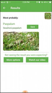 PlantSnap.com identifies Seashore paspalu (Paspalum vaginatum), a species of grass known by many names, including seashore paspalum, biscuit grass, saltwater couch, silt grass, and swamp couch. It is native to the Americas, where it grows in tropical and subtropical regions. | PlantSnap