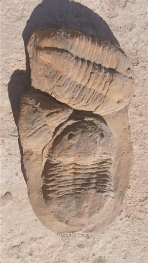 Rare Moroccan Trilobites in Stone Prehistoric Sea Creatures